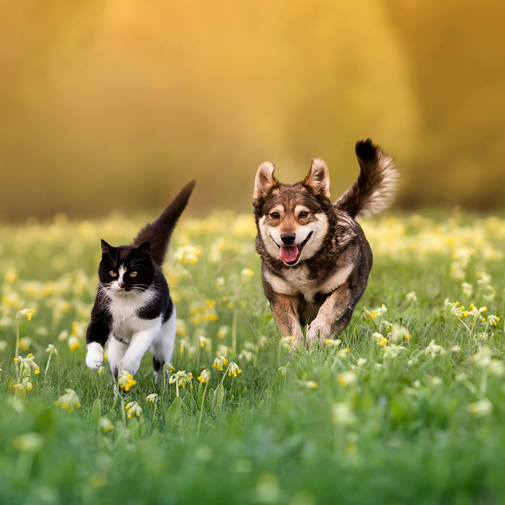 Cat and dog Veterinarian in Conyngham, PA