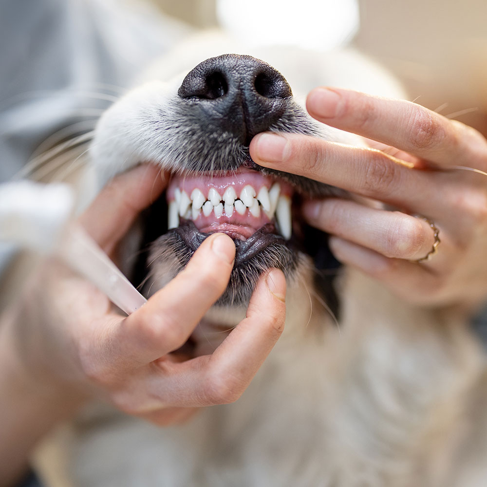 Dentistry Veterinarian in Conyngham, PA