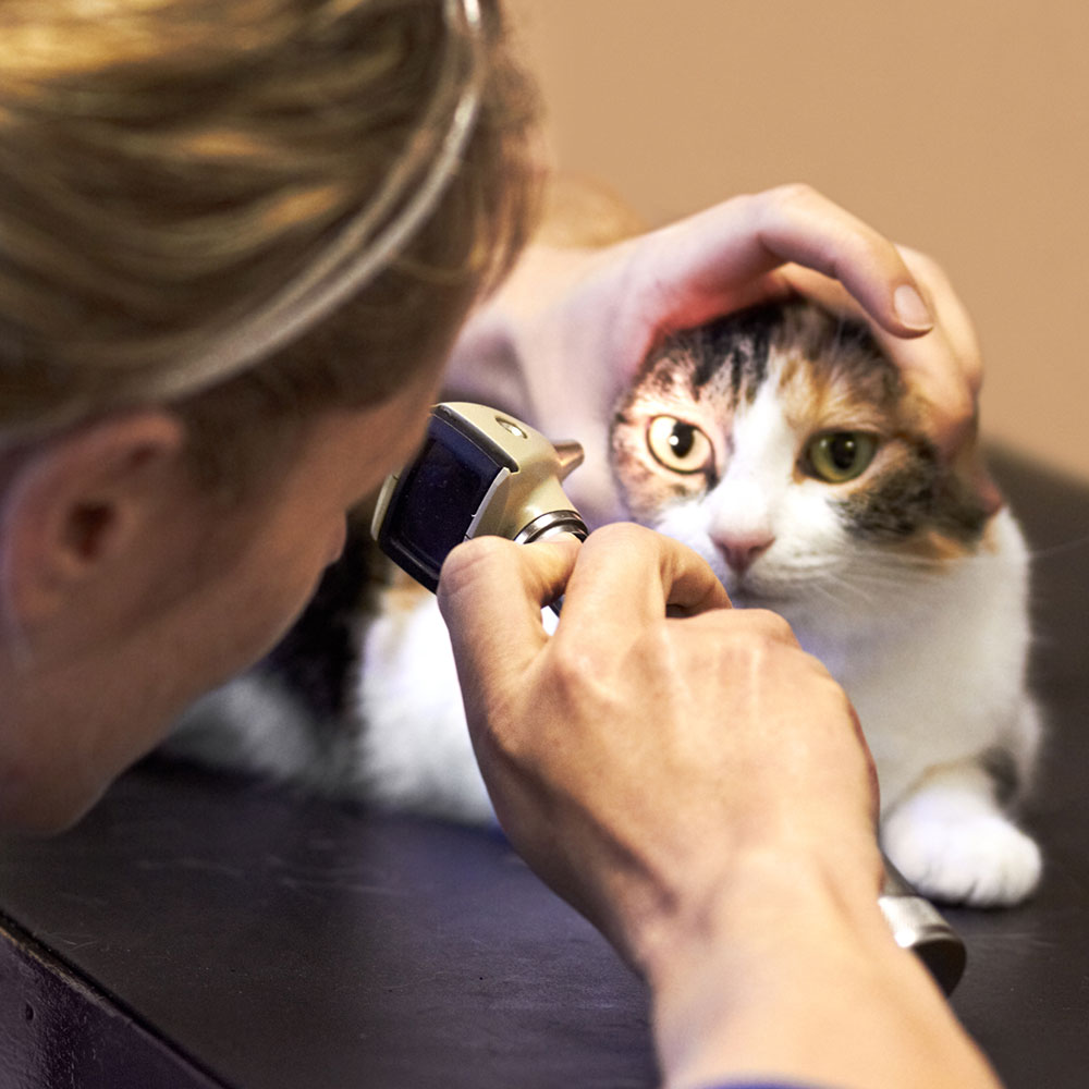 Eye exams Veterinarian in Conyngham, PA