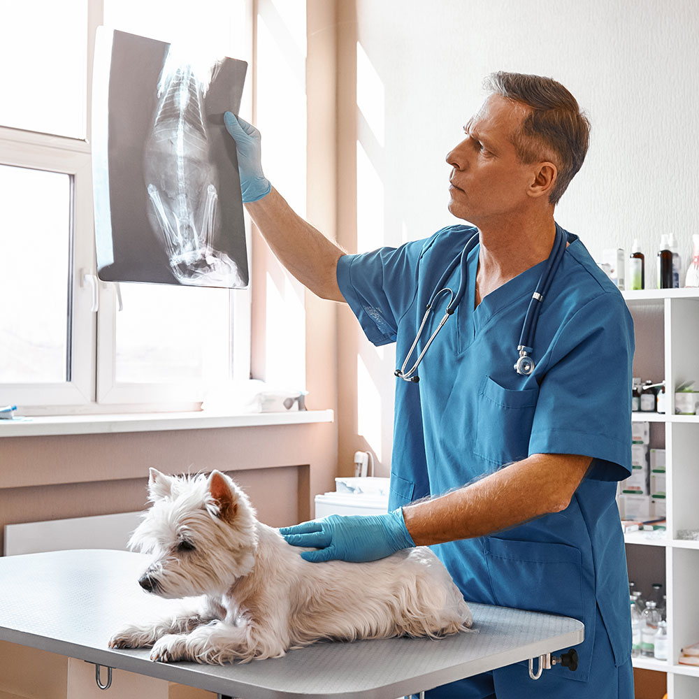 Radiology Veterinarian in Conyngham, PA